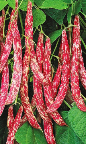 Фасоль МОДНИЦА