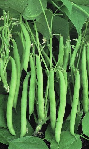 Фасоль ЖУРАВУШКА