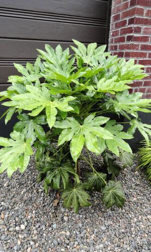 Фатсия ЯПОНСКАЯ