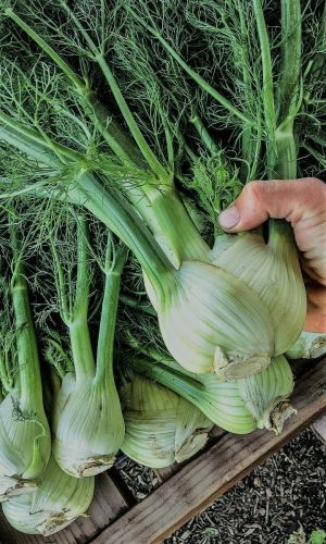 Фенхель (сладкий укроп) СОПРАНО