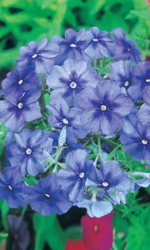 Флокс друммонда КРАСОТКА В ГОЛУБОМ