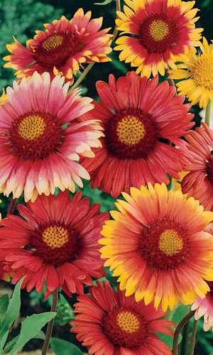 Гайлардия КАРНАВАЛ