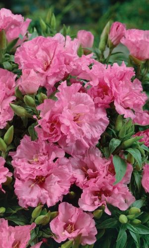 Годеция СИБИЛ ШЕРВУД