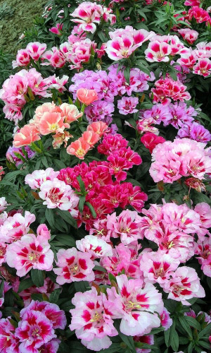 Годеция МОНАРХ