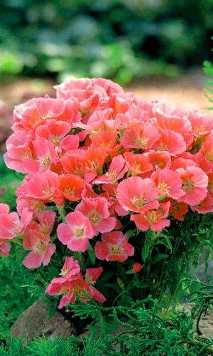 Годеция ОРАНЖЕВЫЙ ЗАКАТ