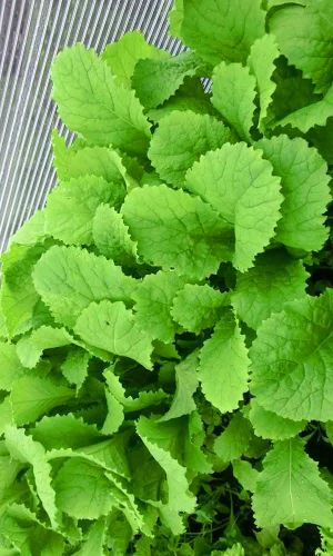 Горчица листовая ЯДРЁНАЯ