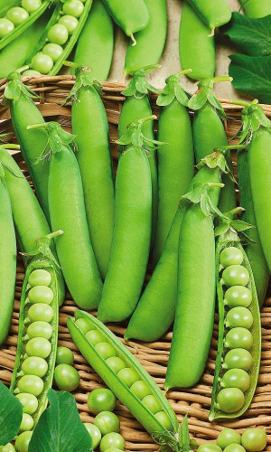 Горох ПРЕМИУМ