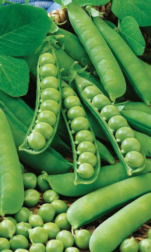 Горох САХАРНЫЙ 2