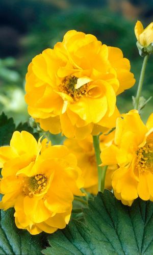 Гравилат махровый ЛЕДИ СТРАФДЕН