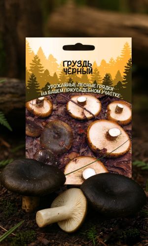 Грибы ГРУЗДЬ ЧЁРНЫЙ