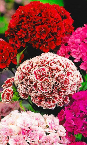 Гвоздика турецкая МАХРОВАЯ СМЕСЬ