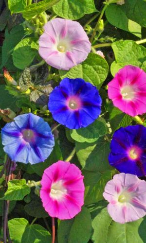 Ипомея ДРУЖБА