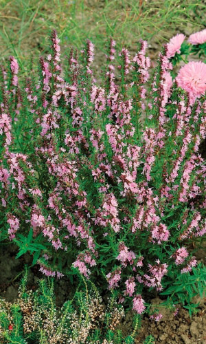 Иссоп РОЗОВЫЙ ФЛАМИНГО