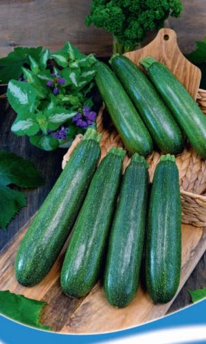 Кабачок АНДРЮШКА