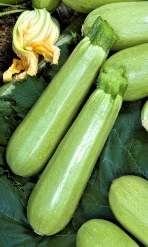 Кабачок БЕЛОГОР F1