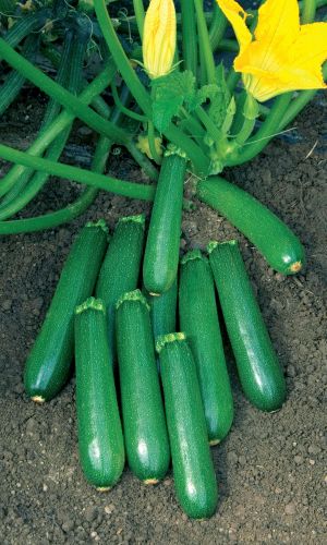 Кабачок БОГАТАЯ ГРЯДКА F1