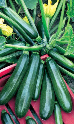 Кабачок ЦУКЕША цукини