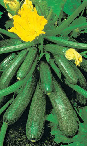 Кабачок ДЕЛИКАТЕС