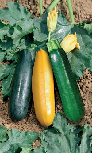 Кабачок ДЖИГИТ