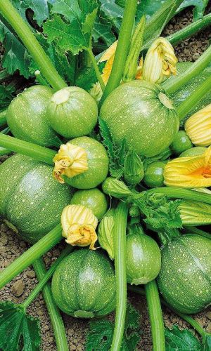 Кабачок МЯЧИК