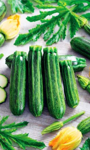 Кабачок СУДАРЬ