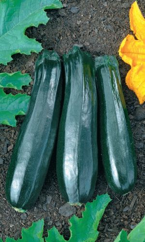 Кабачок ТЁМНАЯ ЛОШАДКА