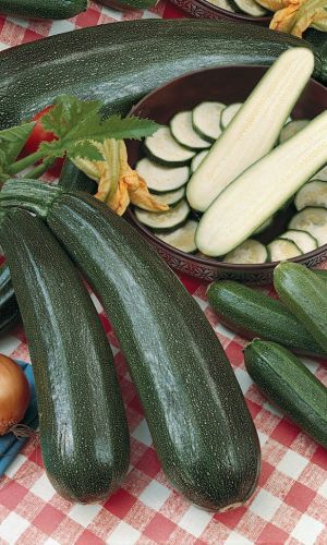 Кабачок УГОЛЁК