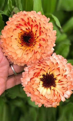 Календула РОЗОВЫЙ СЮРПРИЗ