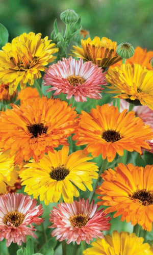 Календула СМЕСЬ ОКРАСОК