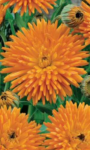 Календула ЗОЛОТОЙ ИМПЕРАТОР