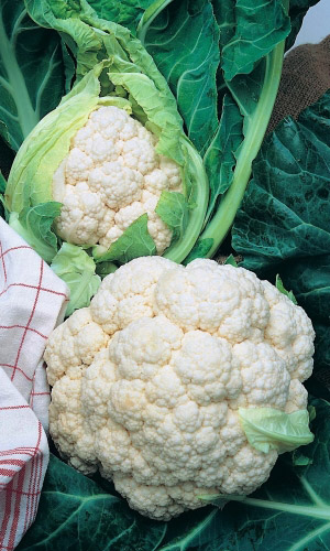 Капуста цветная БОЛЕРО F1