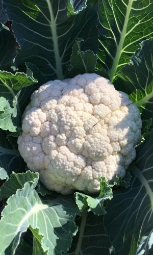 Капуста цветная ФИЛИППОВНА