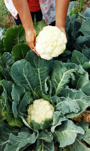 Капуста цветная МОВИР 74