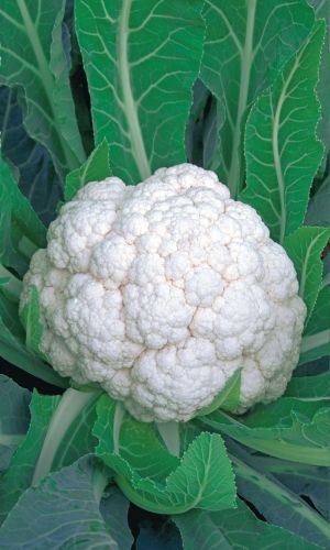 Капуста цветная НЕВЕСТА