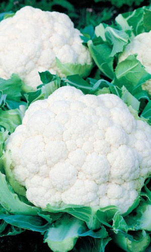 Капуста цветная СНЕЖНЫЙ ШАР