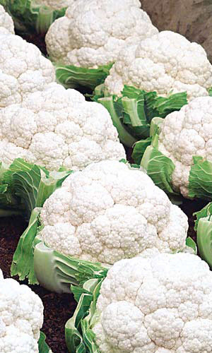 Капуста цветная СОВЕРШЕННО БЕЛАЯ F1