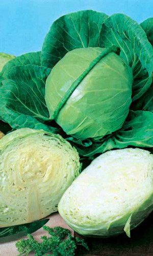Капуста ИЮНЬСКАЯ