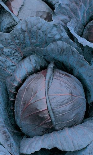 Капуста краснокочанная МИХНЕВСКАЯ