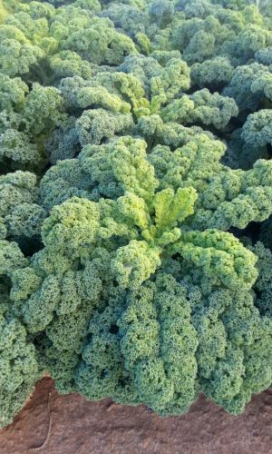 Капуста курчаволистная КАДЕТ