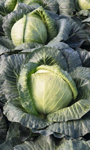 Капуста СКОРОСПЕЛАЯ