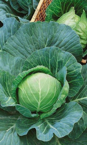 Капуста СЛАВА ГРИБОВСКАЯ 231