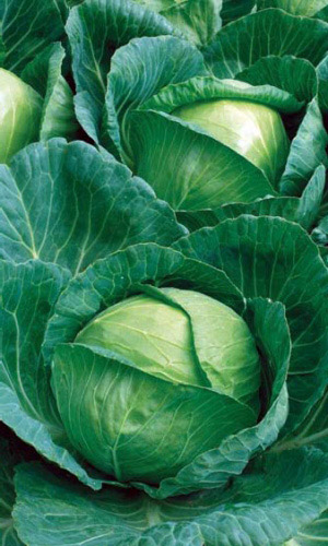 Капуста ТРАНСФЕР F1