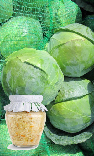 Капуста ЗАСОЛОЧНАЯ