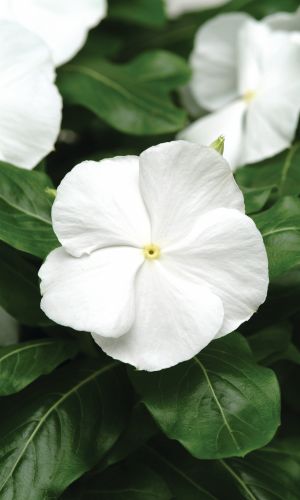 Катарантус ХИТВЕЙВ БЕЛЫЙ