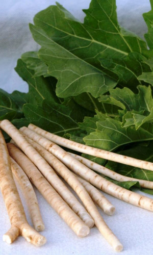 Катран (хрен) АККОРД