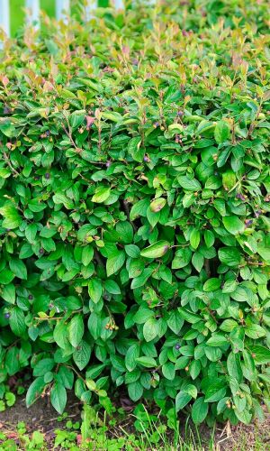 Кизильник БЛЕСТЯЩИЙ