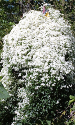 Клематис ЖГУЧИЙ