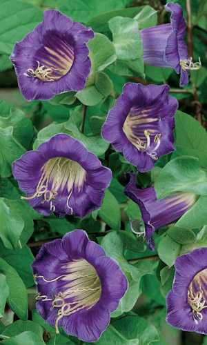 Кобея ФИОЛЕТОВАЯ