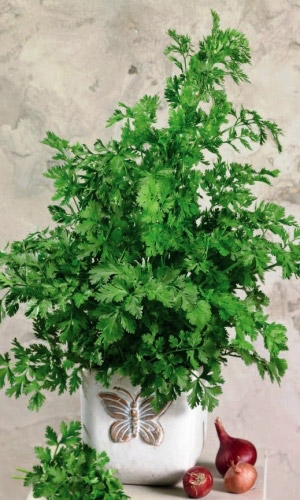 Кориандр (Кинза) СИБИРСКИЙ ЛЕКАРЬ