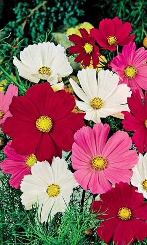 Космея СЕНСАЦИЯ МИКС